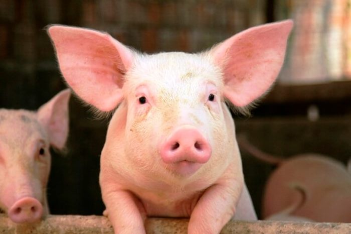 Koja je cena “žive vage” prasadi i jagnjadi uoči praznika?