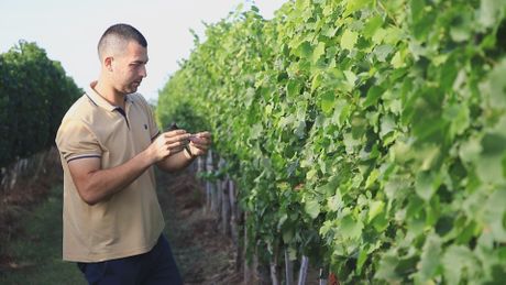 Nemanja iz Lipovca u rodnom selu ima vinograd za ponos: Stopama predaka gradi svetlu budućnost