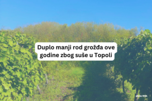 Duplo manji rod grožđa ove godine zbog suše u Topoli